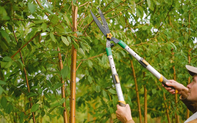 Tree trimming in Black River Falls, WI